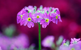 位圖 寫(xiě)實(shí)花卉 植物 花朵 野花 免費(fèi)素材