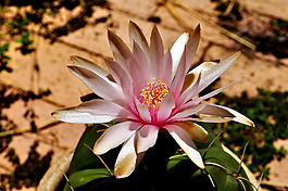 位圖 植物攝影 寫(xiě)實(shí)花卉 花朵 數(shù)碼照片 免費(fèi)素材