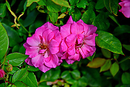 位圖 植物攝影 寫(xiě)實(shí)花卉 花朵 數(shù)碼照片 免費(fèi)素材
