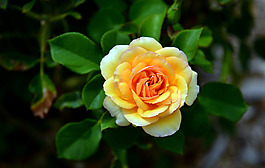 位圖 植物攝影 寫(xiě)實(shí)花卉 花朵 數(shù)碼照片 免費(fèi)素材
