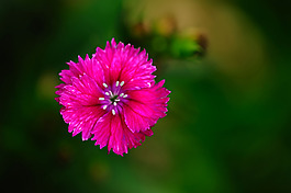 位圖 植物攝影 寫實(shí)花卉 花朵 數(shù)碼照片 免費(fèi)素材