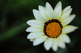 位圖 植物攝影 寫(xiě)實(shí)花卉 花朵 數(shù)碼照片 免費(fèi)素材