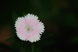 位圖 植物攝影 寫實(shí)花卉 花朵 數(shù)碼照片 免費(fèi)素材