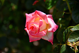 位圖 植物攝影 寫(xiě)實(shí)花卉 花朵 數(shù)碼照片 免費(fèi)素材
