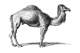 位圖 插畫 時尚插畫 動物插畫 藝術(shù)效果 免費素材