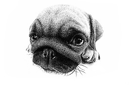 位圖 插畫 時(shí)尚插畫 動(dòng)物插畫 藝術(shù)效果 免費(fèi)素材