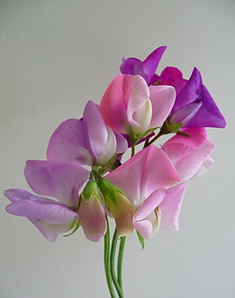 位圖 植物攝影 寫實(shí)花卉 花朵 數(shù)碼照片 免費(fèi)素材