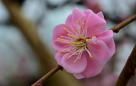 位圖 植物攝影 寫實花卉 花朵 數(shù)碼照片 免費素材