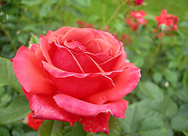 位圖 植物攝影 寫實(shí)花卉 花朵 數(shù)碼照片 免費(fèi)素材