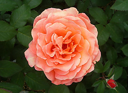 位圖 植物攝影 寫實(shí)花卉 花朵 數(shù)碼照片 免費(fèi)素材