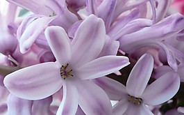 位圖 寫(xiě)實(shí)花卉 植物 花朵 百合 免費(fèi)素材