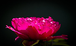 位圖 植物攝影 寫(xiě)實(shí)花卉 花朵 數(shù)碼照片 免費(fèi)素材