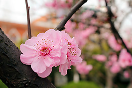 位圖 寫實(shí)花卉 植物 花朵 櫻花 免費(fèi)素材