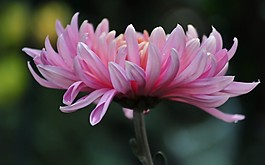 位圖 寫實花卉 植物 花朵 菊花 免費素材