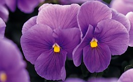 位圖 寫(xiě)實(shí)花卉 植物 花朵 蘭花 免費(fèi)素材