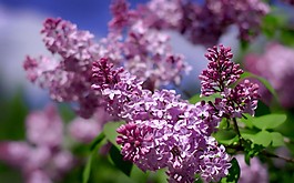 位圖 寫(xiě)實(shí)花卉 植物 花朵 野花 免費(fèi)素材