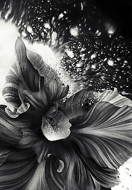 位圖 插畫 時(shí)尚插畫 植物插畫 插畫師 免費(fèi)素材