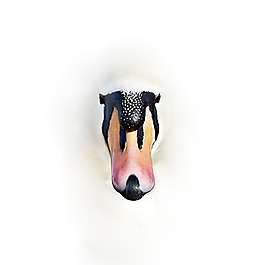 位圖 插畫 時尚插畫 動物插畫 藝術(shù)效果 免費素材