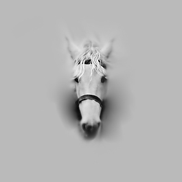 位圖 插畫 時尚插畫 動物插畫 藝術效果 免費素材