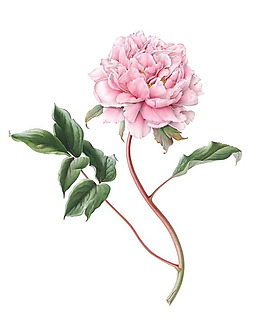 位圖 寫意花卉 植物 花朵 免費(fèi)素材