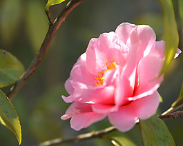 位圖 植物攝影 寫實(shí)花卉 花朵 數(shù)碼照片 免費(fèi)素材