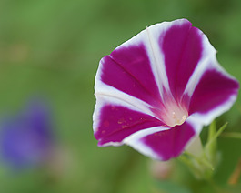 位圖 植物攝影 寫實(shí)花卉 花朵 數(shù)碼照片 免費(fèi)素材