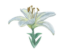 位圖 寫意花卉 植物 花朵 免費(fèi)素材
