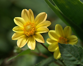 位圖 植物攝影 寫(xiě)實(shí)花卉 花朵 數(shù)碼照片 免費(fèi)素材