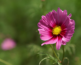 位圖 植物攝影 寫實(shí)花卉 花朵 數(shù)碼照片 免費(fèi)素材