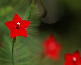 位圖 植物攝影 寫實(shí)花卉 花朵 數(shù)碼照片 免費(fèi)素材