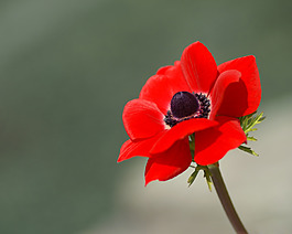 位圖 植物攝影 寫(xiě)實(shí)花卉 花朵 數(shù)碼照片 免費(fèi)素材