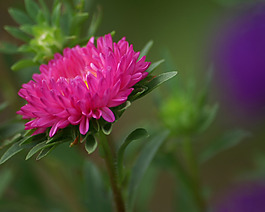 位圖 植物攝影 寫實(shí)花卉 花朵 數(shù)碼照片 免費(fèi)素材