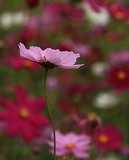 位圖 植物攝影 寫實花卉 花朵 數(shù)碼照片 免費素材