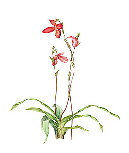位圖 寫意花卉 植物 花朵 免費素材