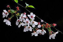 位圖 植物攝影 寫實(shí)花卉 花朵 數(shù)碼照片 免費(fèi)素材