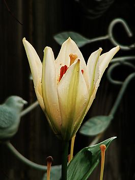 位圖 寫實花卉 植物 花朵 百合 免費素材
