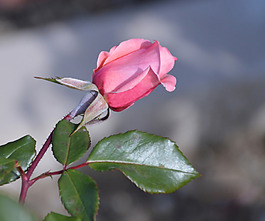 位圖 植物攝影 寫(xiě)實(shí)花卉 花朵 數(shù)碼照片 免費(fèi)素材