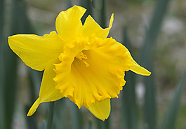 位圖 植物攝影 寫(xiě)實(shí)花卉 花朵 數(shù)碼照片 免費(fèi)素材