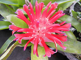 位圖 植物攝影 寫實(shí)花卉 花朵 數(shù)碼照片 免費(fèi)素材