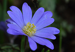 位圖 植物攝影 寫(xiě)實(shí)花卉 花朵 數(shù)碼照片 免費(fèi)素材