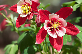 位圖 植物攝影 寫實(shí)花卉 花朵 數(shù)碼照片 免費(fèi)素材