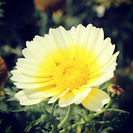 位圖 植物攝影 寫(xiě)實(shí)花卉 花朵 數(shù)碼照片 免費(fèi)素材