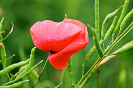 位圖 植物攝影 寫實(shí)花卉 花朵 數(shù)碼照片 免費(fèi)素材