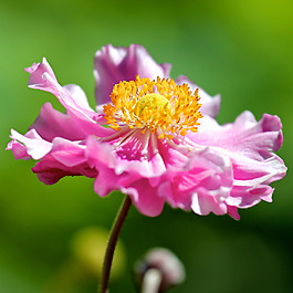 位圖 植物攝影 寫實花卉 花朵 數(shù)碼照片 免費素材