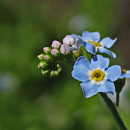 位圖 植物攝影 寫實(shí)花卉 花朵 數(shù)碼照片 免費(fèi)素材