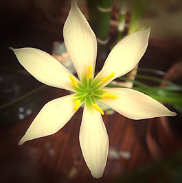 位圖 植物攝影 寫實花卉 花朵 數(shù)碼照片 免費素材