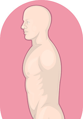 男性人體解剖站側視圖