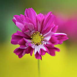 位圖 植物攝影 寫(xiě)實(shí)花卉 花朵 數(shù)碼照片 免費(fèi)素材