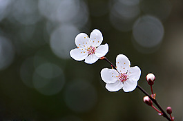 位圖 植物攝影 寫實花卉 花朵 數(shù)碼照片 免費素材