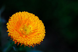 位圖 植物攝影 寫實(shí)花卉 花朵 數(shù)碼照片 免費(fèi)素材